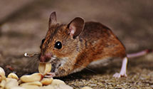 school-and-daycare-pest-control Experts in South Egg Harbor